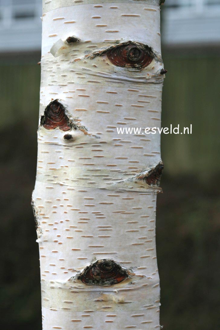 Betula pendula 'Schneverdinger Goldbirke'