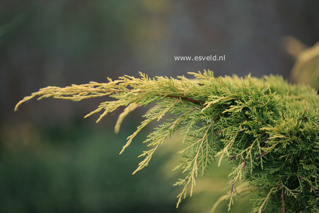 Juniperus pfitzeriana 'Golden Saucer'