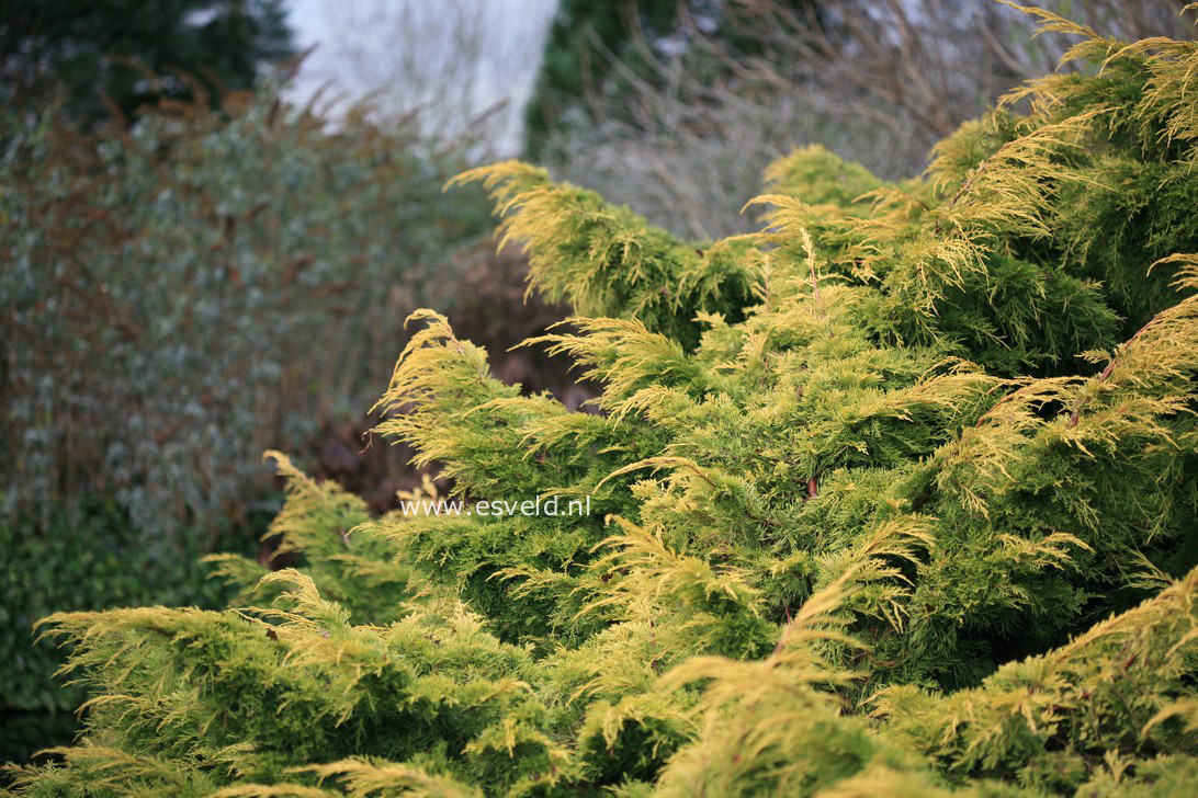 Juniperus pfitzeriana 'Golden Saucer'