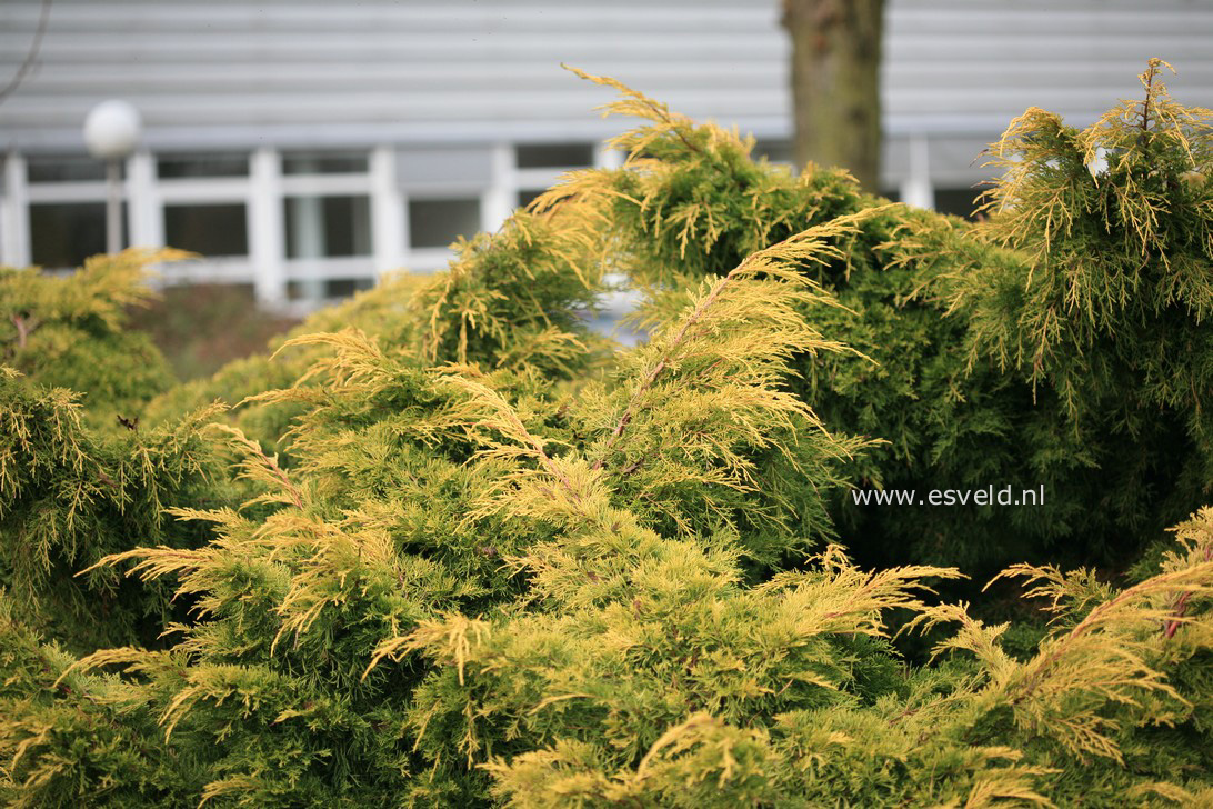 Juniperus pfitzeriana 'Golden Saucer'