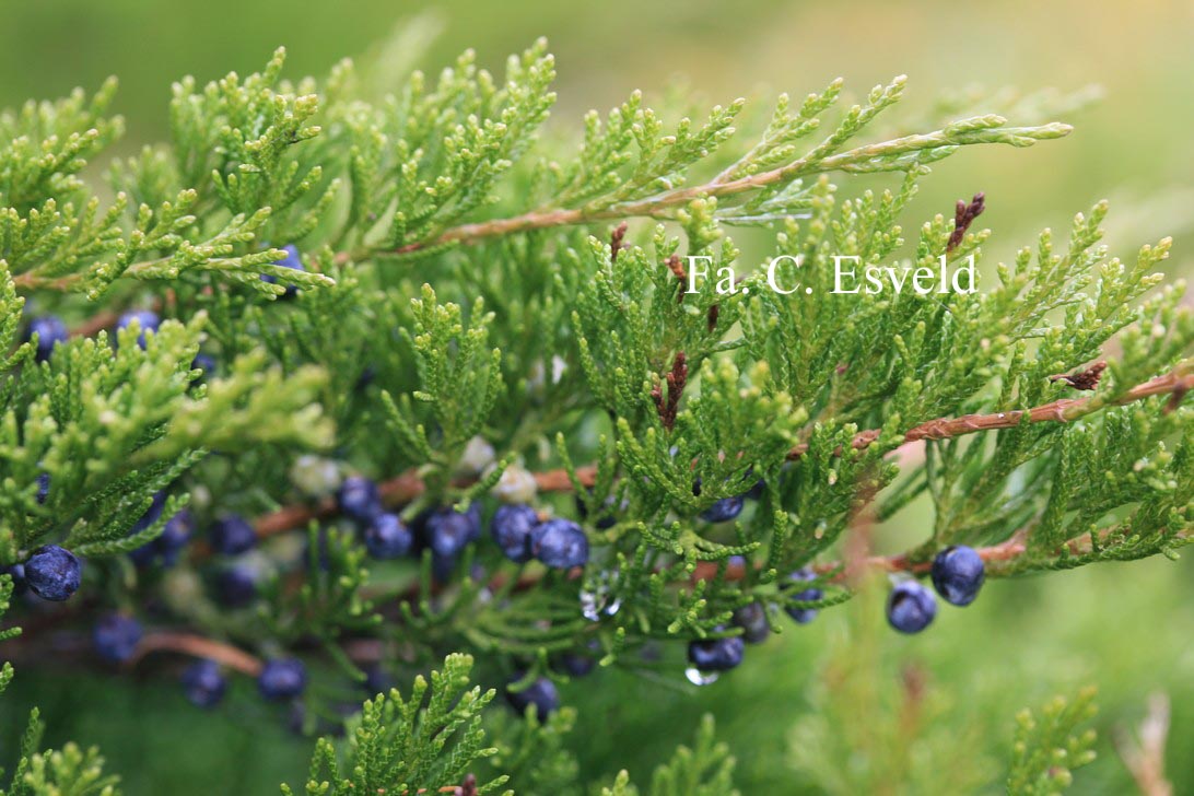 Juniperus pfitzeriana 'Mint Julep'