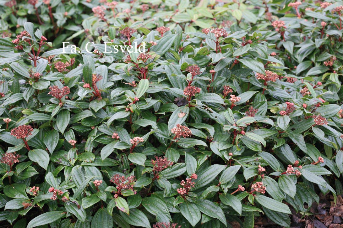 Viburnum davidii