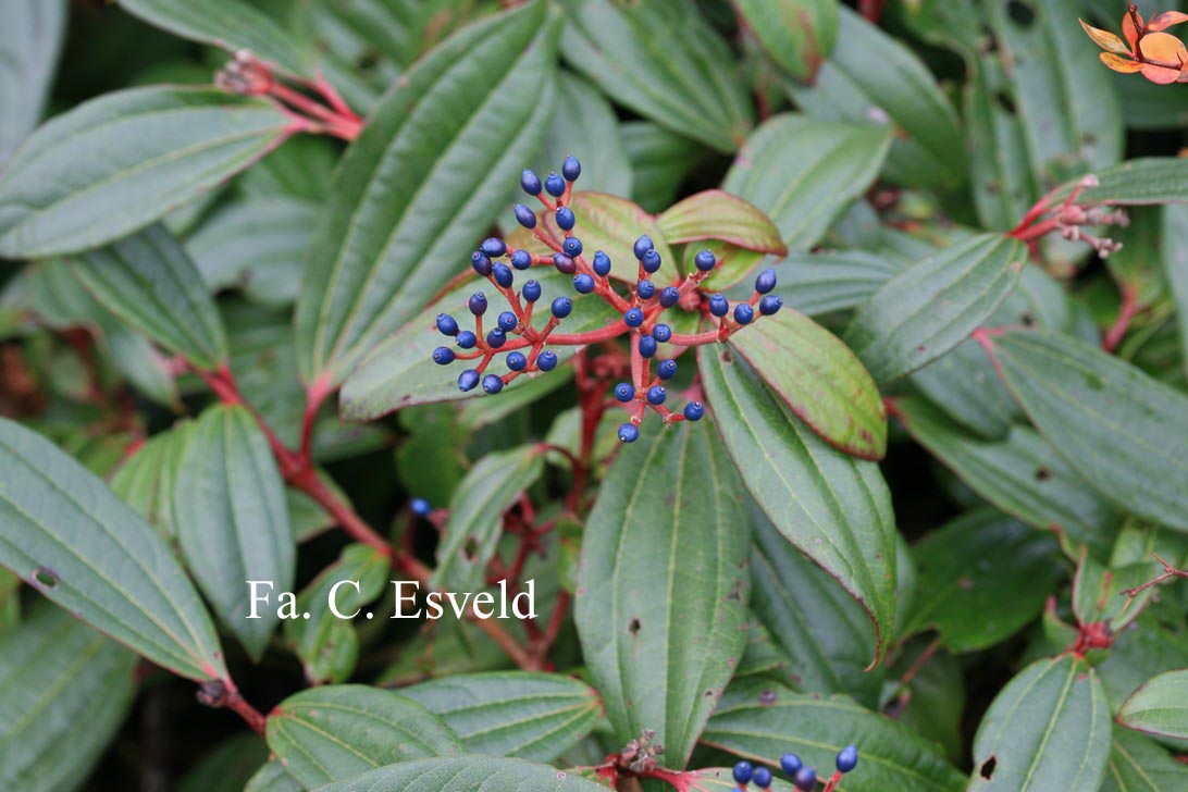 Viburnum davidii