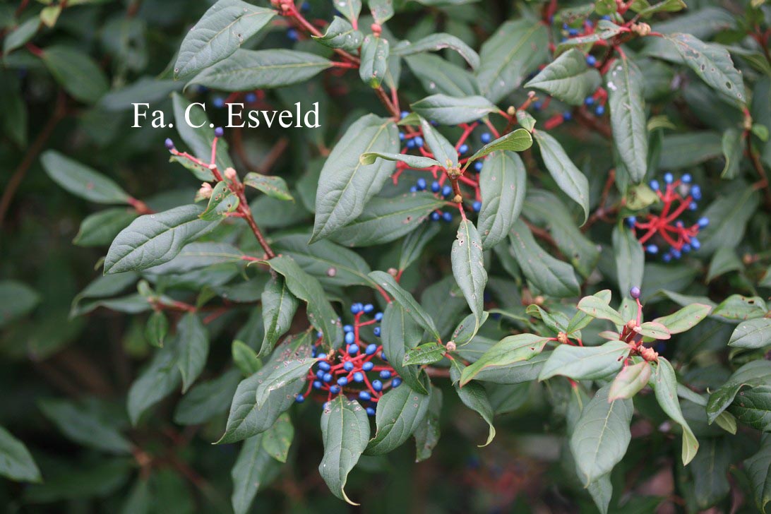 Viburnum globosum 'Jermyn's Globe'