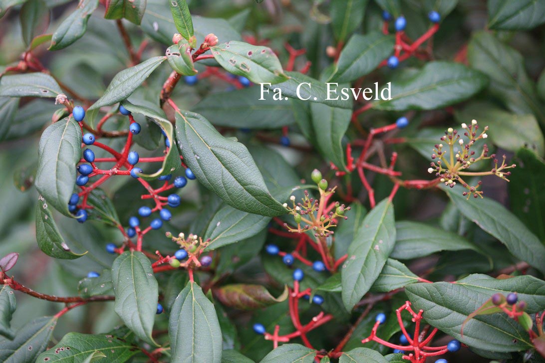 Viburnum globosum 'Jermyn's Globe'