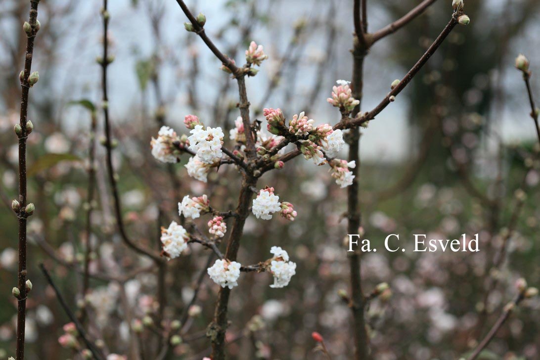 Viburnum bodnantense 'Deben'