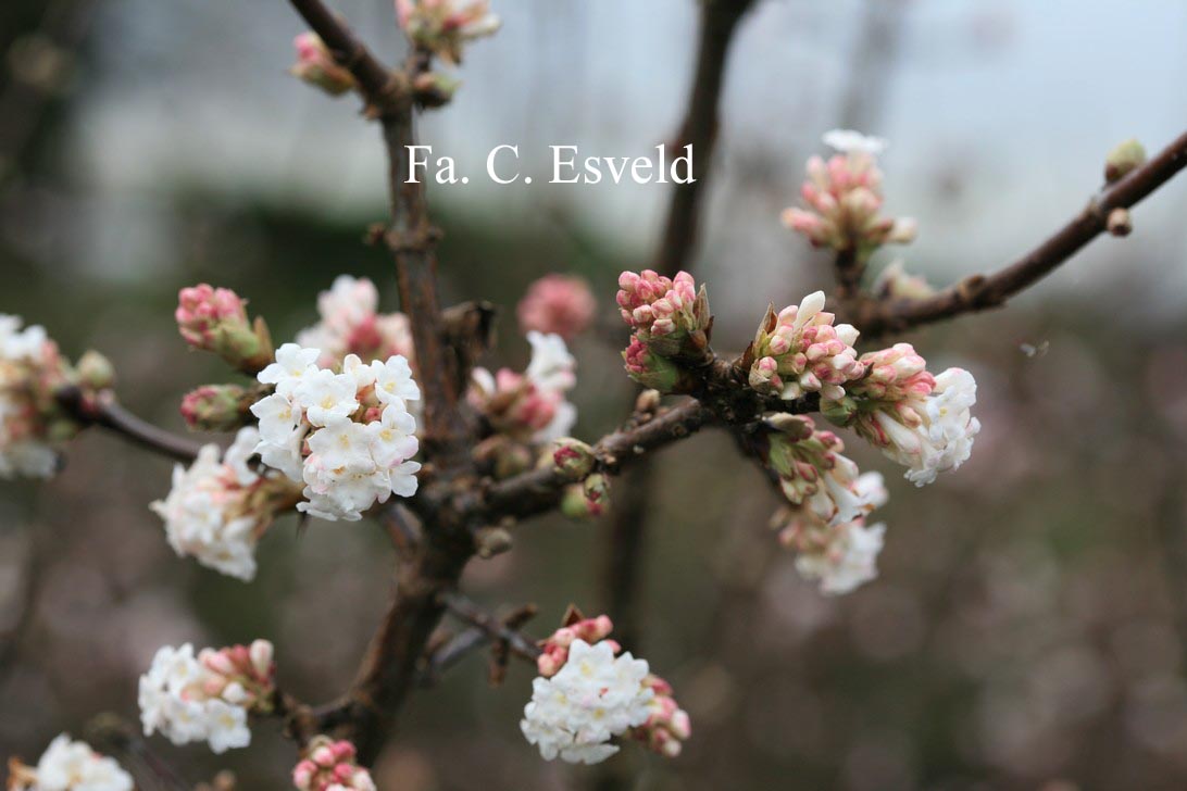 Viburnum bodnantense 'Deben'