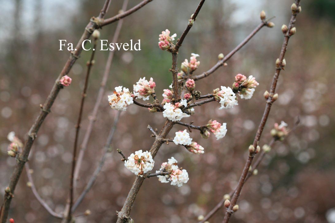 Viburnum bodnantense 'Deben'