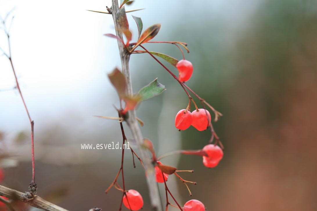 Berberis rubrostilla 'Buccaneer'