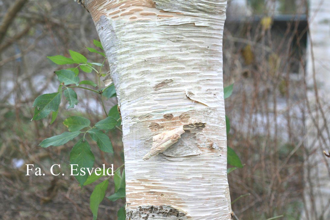 Betula ermanii 'Blush'