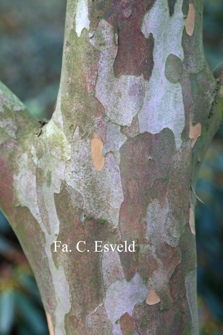 Stewartia pseudocamellia