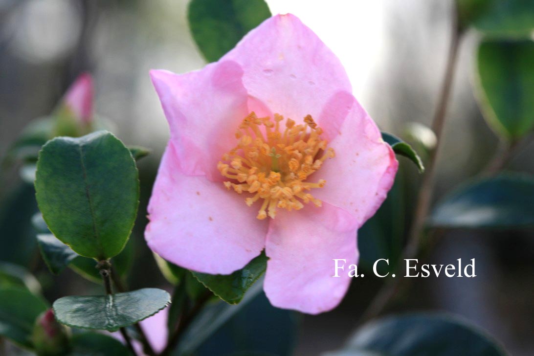 Camellia sasanqua 'Maiden Blush'