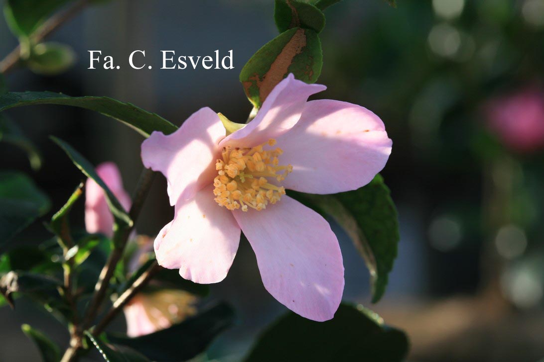 Camellia sasanqua 'Maiden Blush'