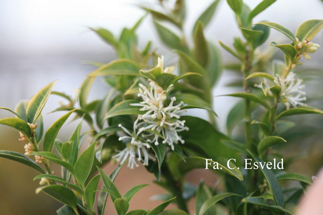 Sarcococca ruscifolia