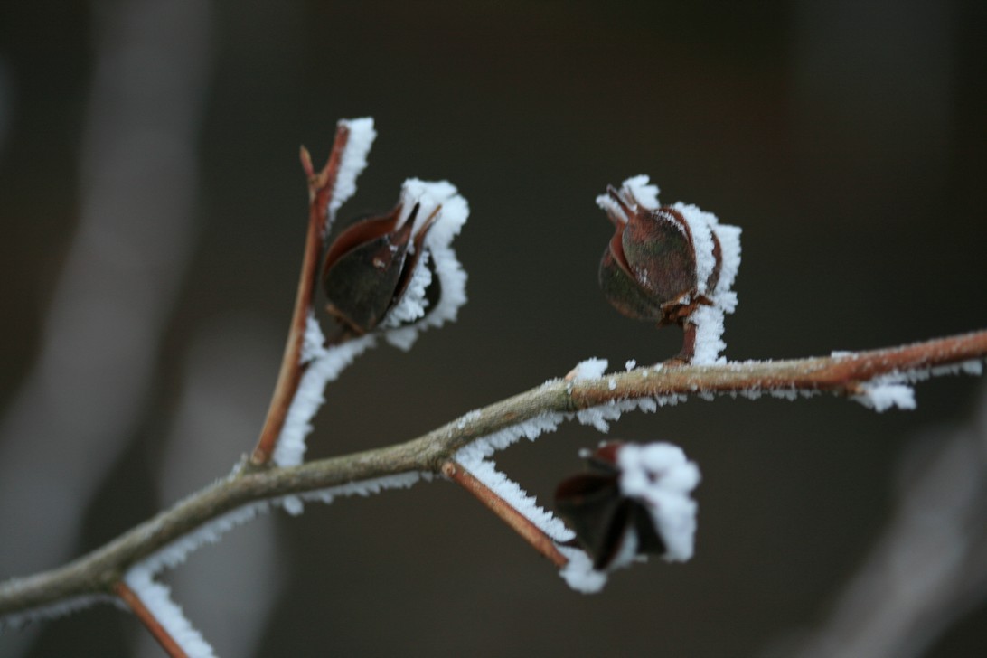 Stewartia rostrata