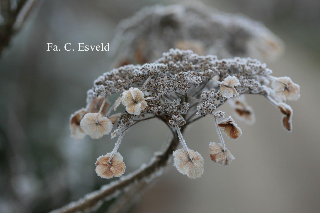 Hydrangea aspera sargentiana