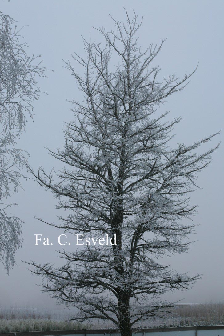 Ulmus minor var. suberosa