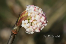 Viburnum grandiflorum