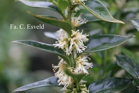 Sarcococca confusa