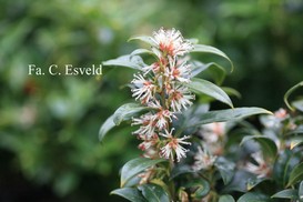 Sarcococca hookeriana humilis