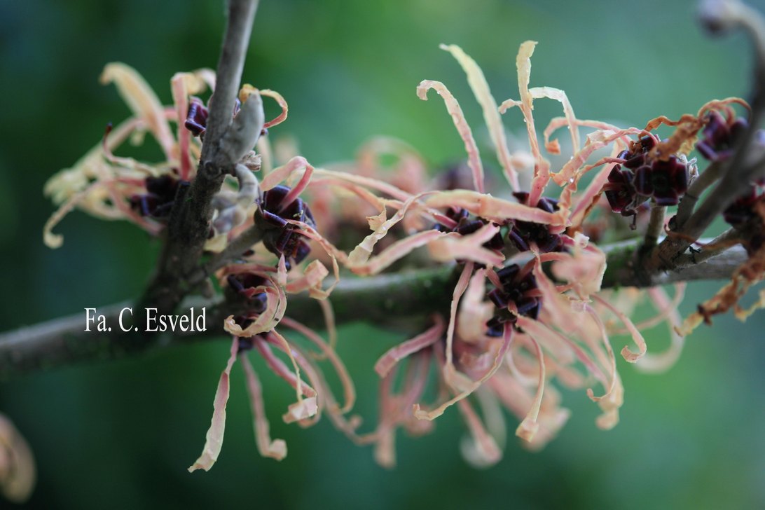 Hamamelis intermedia 'Aurora'