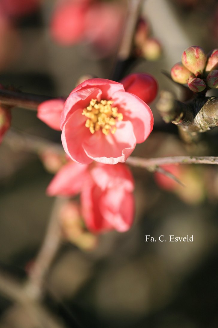 Chaenomeles superba 'Pink Lady'