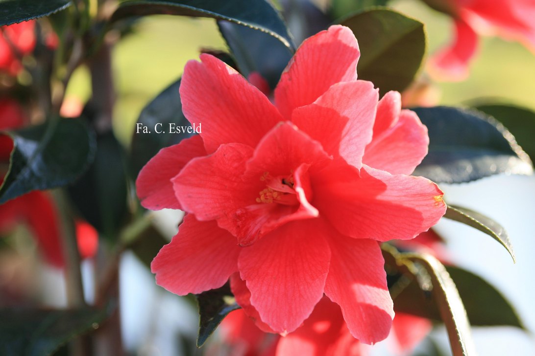 Camellia 'Freedom Bell'