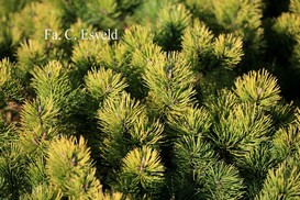 Pinus mugo 'Ophir'