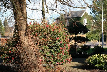 Camellia 'Freedom Bell'