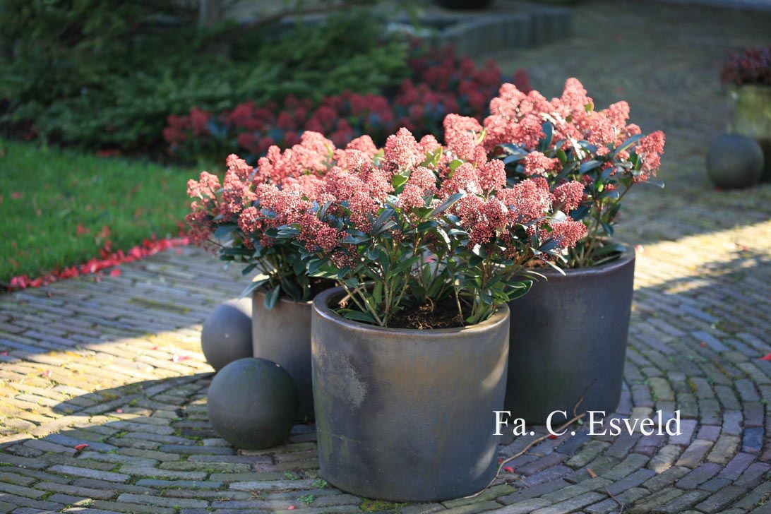 Skimmia japonica 'Rubella'