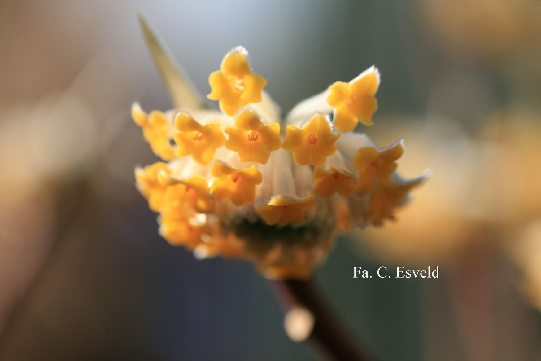 Edgeworthia chrysantha 'Grandiflora'