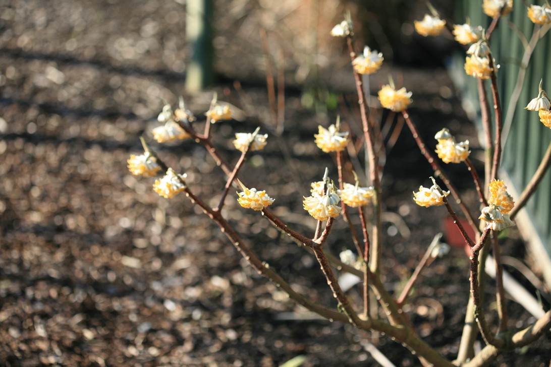 Edgeworthia chrysantha 'Grandiflora'