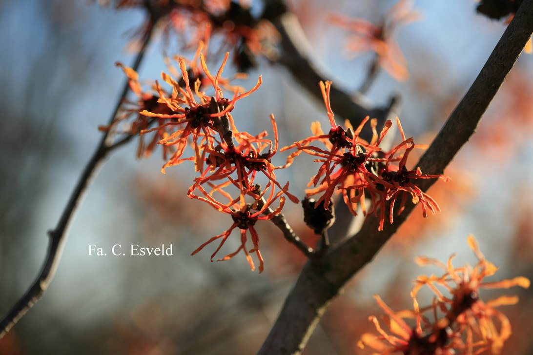 Hamamelis intermedia 'Aphrodite'