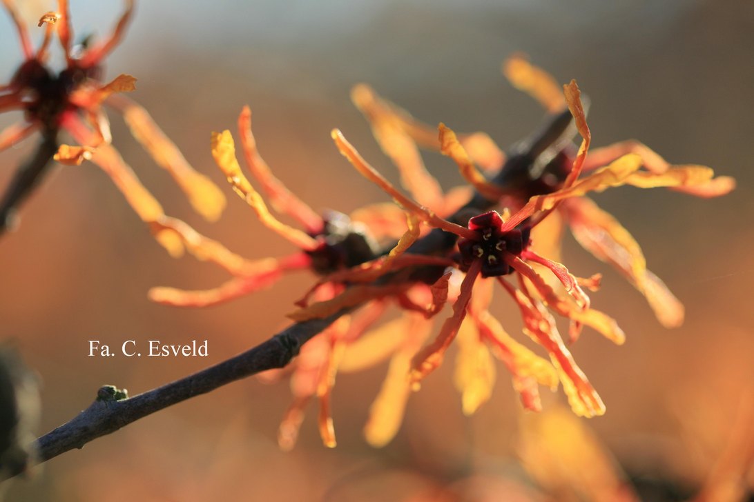 Hamamelis intermedia 'Aphrodite'