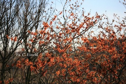 Hamamelis intermedia 'Aphrodite'