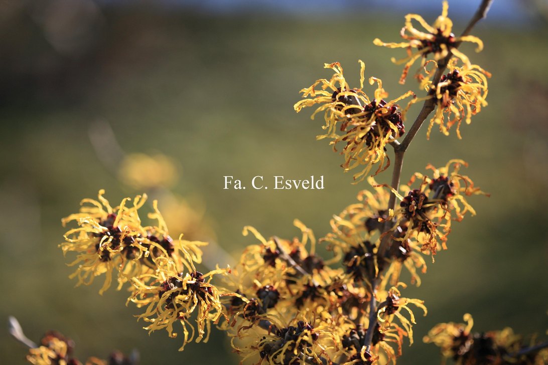 Hamamelis intermedia 'Nina'