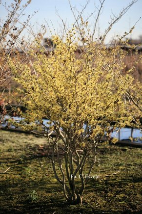 Hamamelis intermedia 'Sunburst'