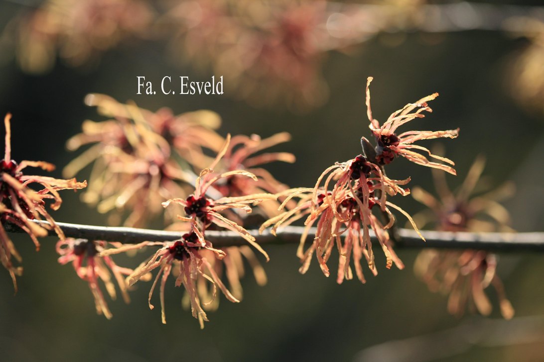 Hamamelis intermedia 'Aurora'