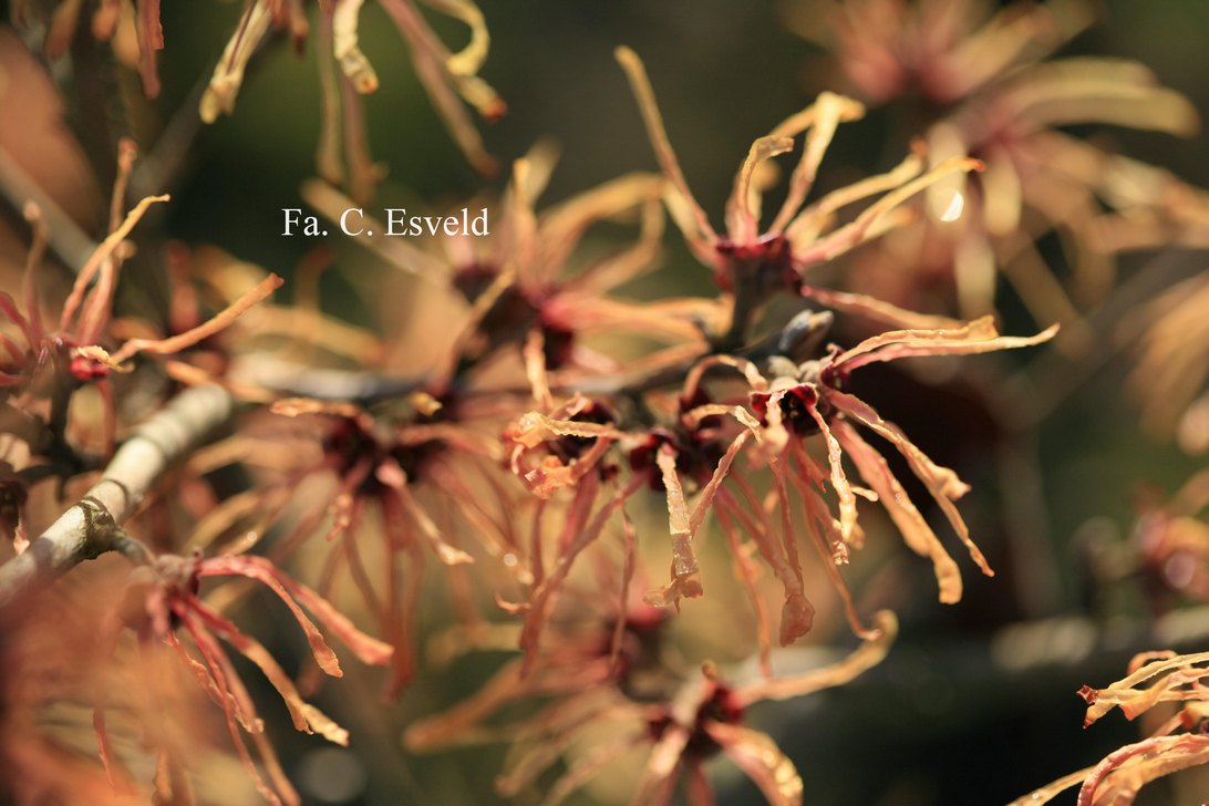 Hamamelis intermedia 'Aurora'