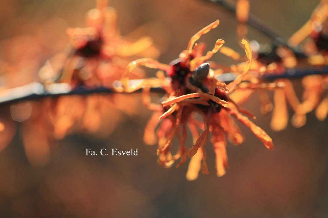 Hamamelis intermedia 'Aphrodite'