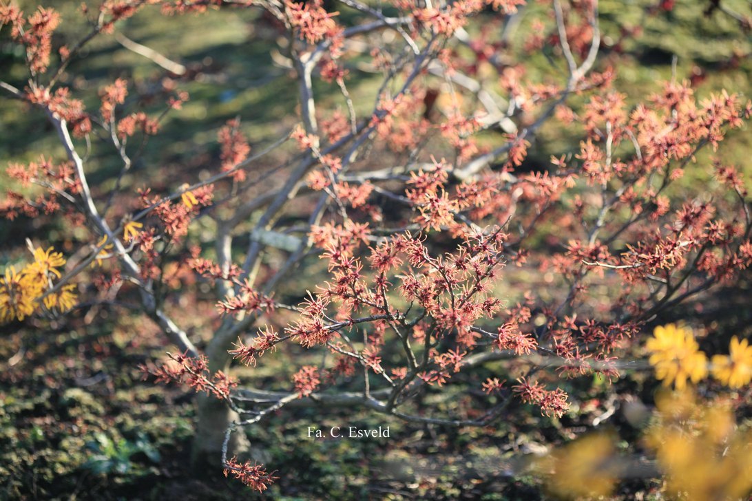 Hamamelis intermedia 'Copper Cascade'