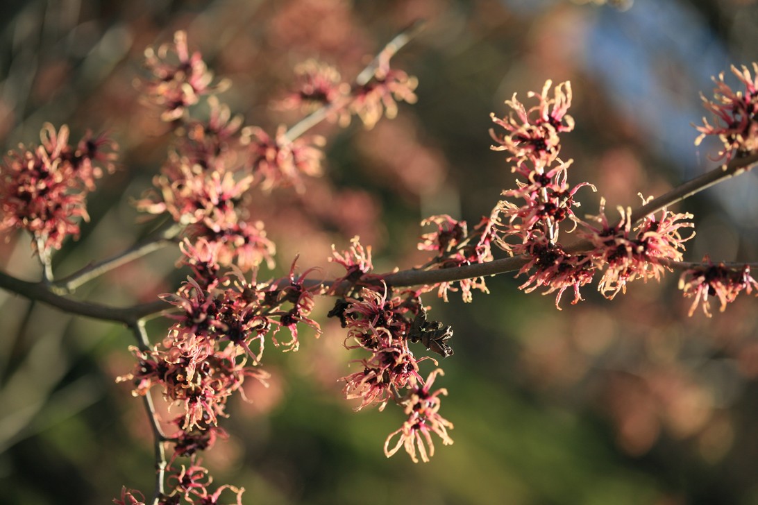 Hamamelis intermedia 'Strawberry and Cream'