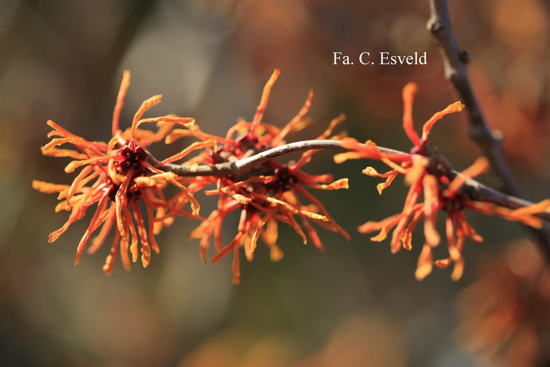 Hamamelis intermedia 'Aphrodite'