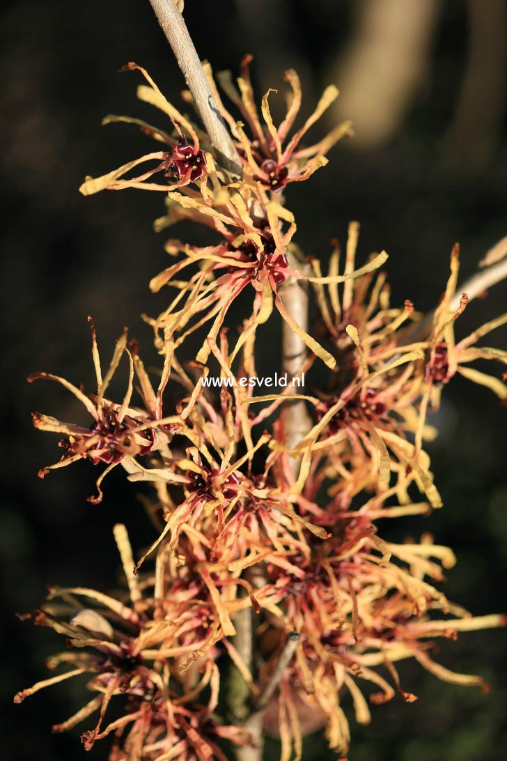 Hamamelis intermedia 'Aurora'