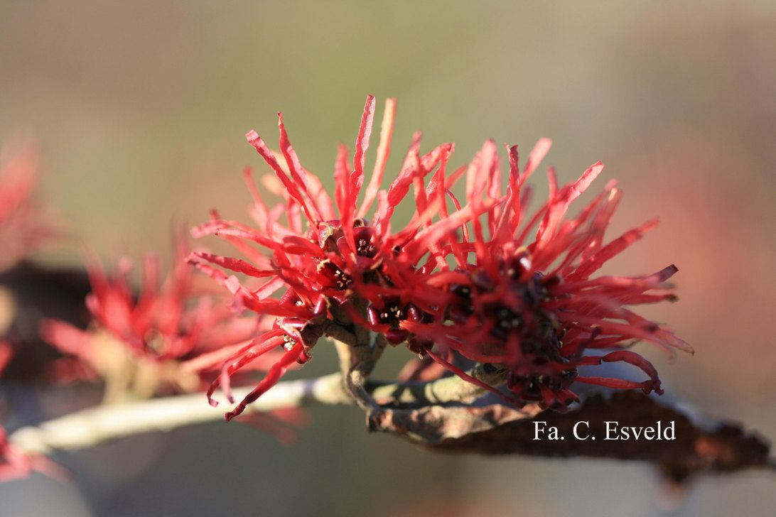 Hamamelis intermedia 'Twilight'