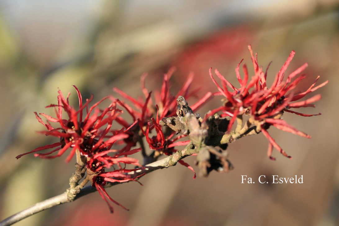 Hamamelis intermedia 'Twilight'