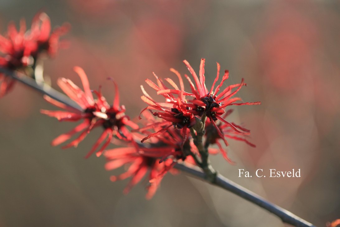 Hamamelis intermedia 'Twilight'