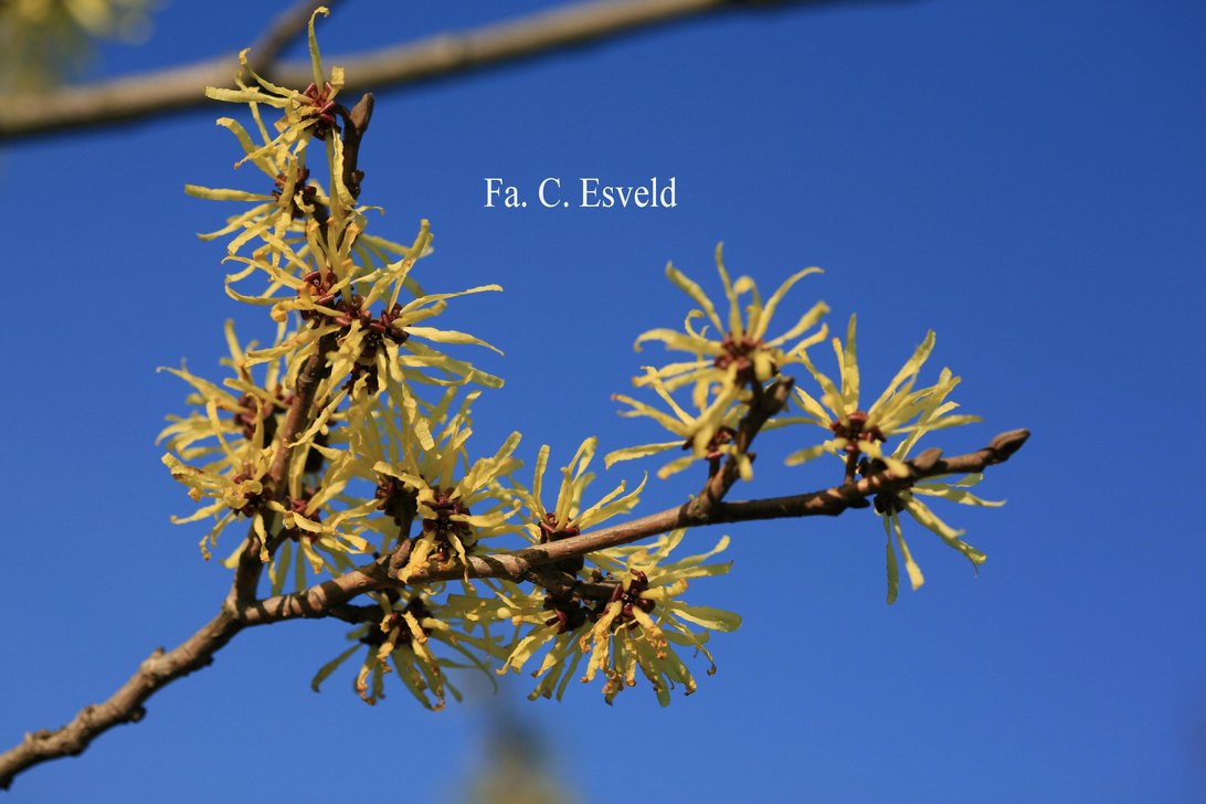 Hamamelis intermedia 'Angelly'