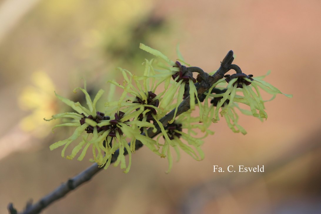 Hamamelis intermedia 'Angelly'