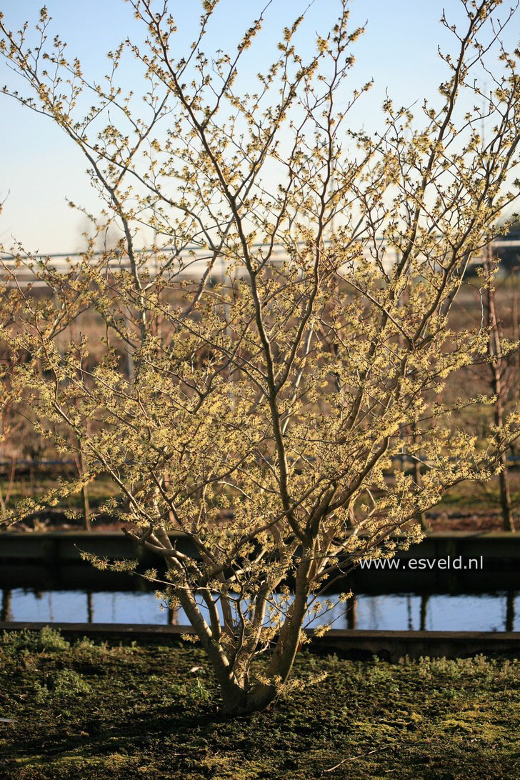 Hamamelis japonica 'Sulphurea'